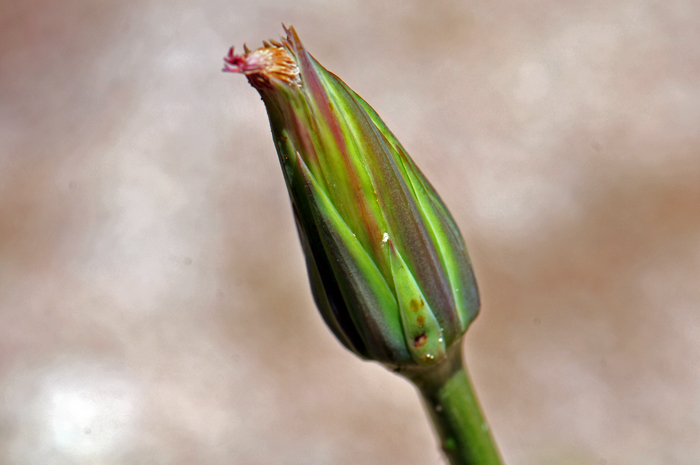 Lindley’s Silverpuffs notice that the bracts surrounding flower heads, shown here in the photo are narrowly lance-shaped or lanceolate. Uropappus lindleyi